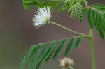 Illinois bundleflower